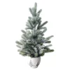 Sapin en pot 66 cm